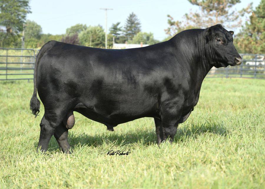 American Angus Association