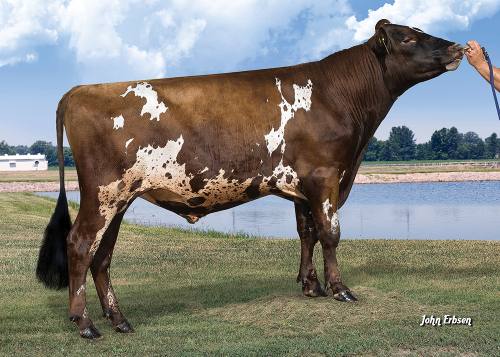 U.S. Ayrshire Breeders Association