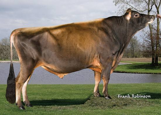 American Jersey Cattle Association