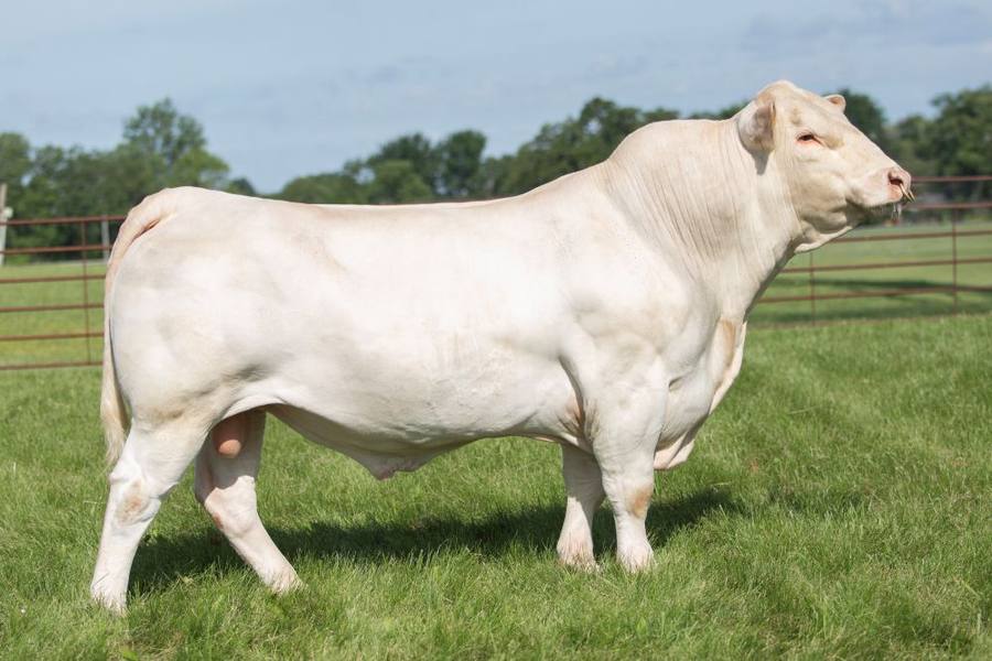American International Charolais Association