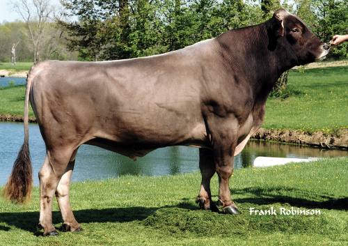 Brown Swiss Association