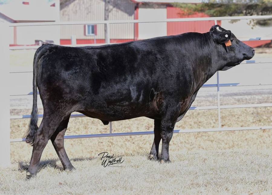 American Wagyu Association