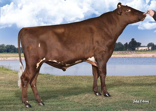 American Milking Shorthorn Society
