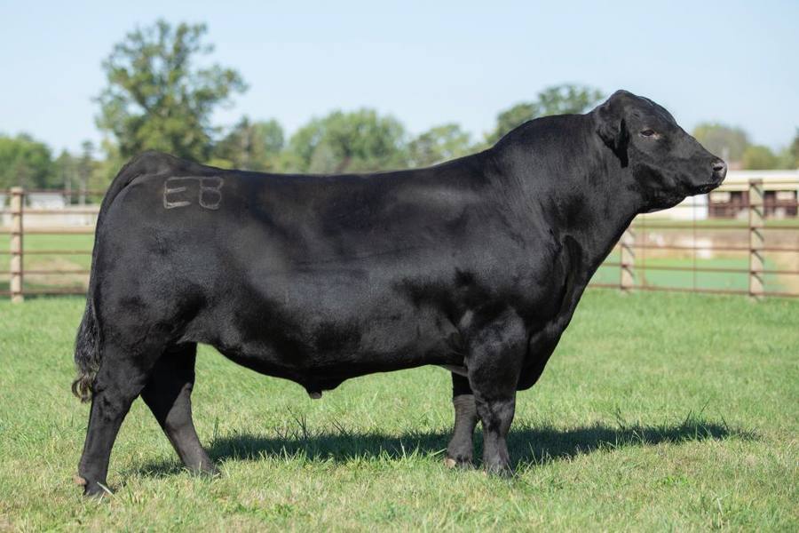 American Simmental Association