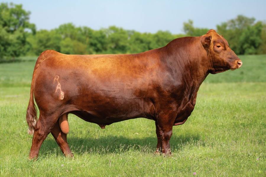 Red Angus Association of America