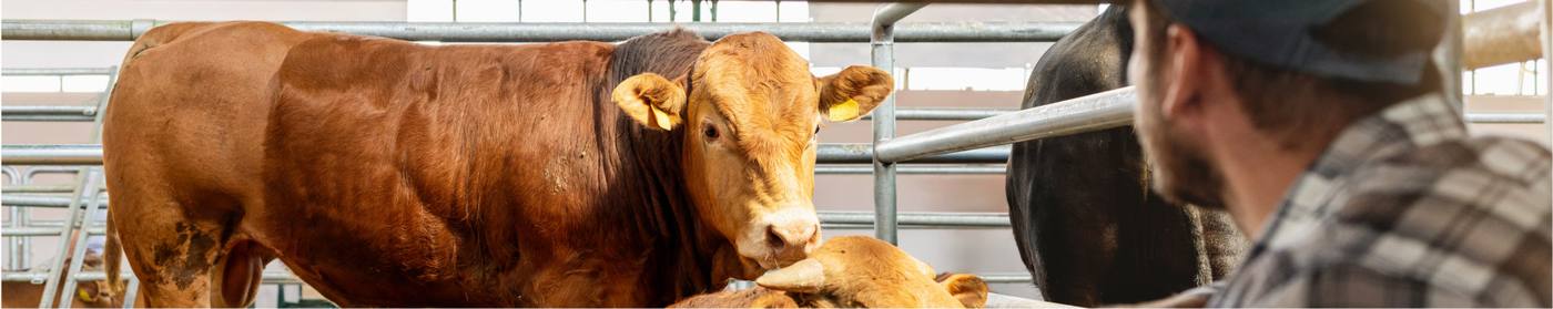 Css Management Sire Hygiene