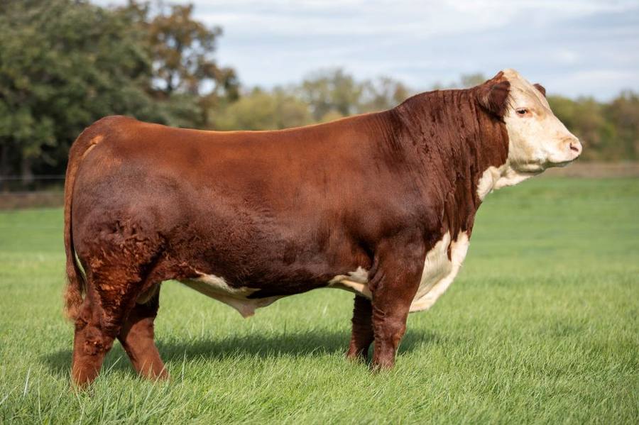 American Hereford Association