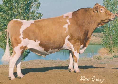 The American Guernsey Association